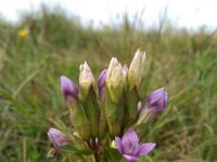 Gentianella campestris 4, Veldgentiaan, Saxifraga-Jeroen Willemsen