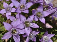 Gentianella campestris 7, Veldgantiaan, Saxifraga-Harry Jans