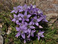 Gentianella campestris 8, Veldgentiaan, Saxifraga-Harry Jans