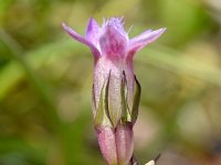 Gentianella engadinensis