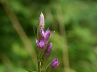 Gentianella germanica