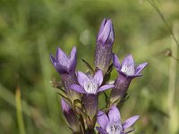 Gentianella germanica 10, Duitse gentiaan, Saxifraga-Willem van Kruijsbergen