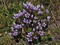 Gentianella germanica 15, Duitse gentiaan, Saxifraga-Harry Jans