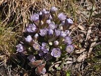 Gentianella germanica 18, Duitse gentiaan,  Saxifraga-Harry Jans