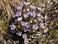 Gentianella germanica 19, Duitse gentiaan,  Saxifraga-Harry Jans