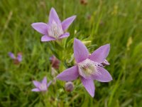 Gentianella germanica 6, Duitse gentiaan, Saxifraga-Ed Stikvoort