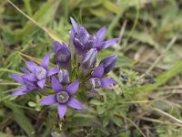 Gentianella germanica 7, Duitse gentiaan, Saxifraga-Willem van Kruijsbergen