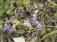 Gentianella germanica 8, Duitse gentiaan, Saxifraga-Willem van Kruijsbergen