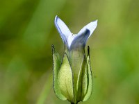 Gentianella tenellum 2, Saxifraga-Sonja Bouwman  Tere gentiaan, Slender gentian - Gentianella tenella, Comastoma tenellum - Gentianaceae familie