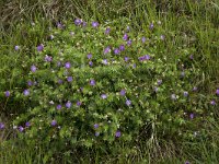 Geranium argenteum