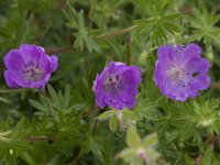 Geranium argenteum 2, Saxifraga-Willem van Kruijsbergen