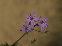 Geranium botrys 2, Saxifraga-Jan van der Straaten