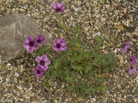 Geranium cinereum 5, Saxifraga-Willem van Kruijsbergen