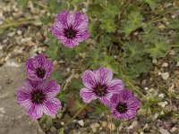 Geranium cinereum 6, Saxifraga-Willem van Kruijsbergen