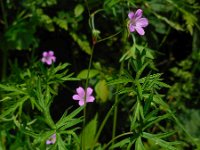 Geranium columbinum 11, Fijne ooievaarsbek, Saxifraga-Ed Stikvoort