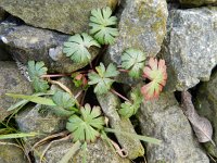 Geranium columbinum 12, Fijne ooievaarsbek, Saxifraga-Rutger Barendse