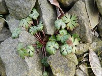 Geranium columbinum 14, Fijne ooievaarsbek, Saxifraga-Rutger Barendse