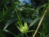 Geranium columbinum 16, Fijne ooievaarsbek, Saxifraga-Rutger Barendse