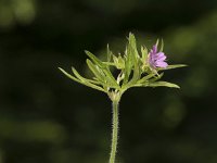 Geranium columbinum 17, Fijne ooievaarsbek, Saxifraga-Willem van Kruijsbergen