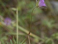 Geranium columbinum 22, Fijne ooievaarsbek, Saxifraga-Willem van Kruijsbergen