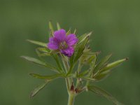 Geranium columbinum 3, Fijne ooievaarsbek, Saxifraga-Willem van Kruijsbergen