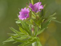 Geranium columbinum 4, Fijne ooievaarsbek, Saxifraga-Jan van der Straaten