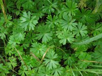 Geranium columbinum 5, Fijne ooievaarsbek, Saxifraga-Rutger Barendse