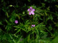 Geranium columbinum 6, Fijne ooievaarsbek, Saxifraga-Ed Stikvoort