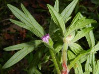 Geranium dissectum 10, Slipbladige ooievaarsbek, Saxifraga-Rutger Barendse