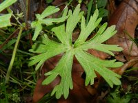 Geranium dissectum 11, Slipbladige ooievaarsbek, Saxifraga-Rutger Barendse