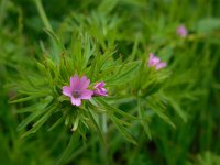 Geranium dissectum 9, Slipbladige ooievaarsbek, Saxifraga-Ed Stikvoort