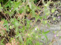 Geranium divaricatum 4, Saxifraga-Rutger Barendse