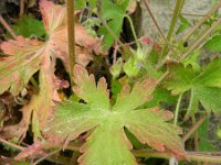 Geranium divaricatum 5, Saxifraga-Rutger Barendse