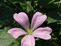 Geranium endressii 11, Roze ooievaarsbek, Saxifraga-Rutger Barendse