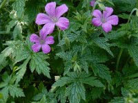 Geranium endressii 13, Roze ooievaarsbek, Saxifraga-Ed Stikvoort