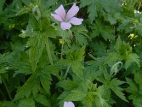 Geranium endressii 14, Roze ooievaarsbek, Saxifraga-Ed Stikvoort