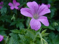 Geranium endressii 15, Roze ooievaarsbek, Saxifraga-Ed Stikvoort