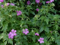 Geranium endressii 16, Roze ooievaarsbek, Saxifraga-Ed Stikvoort