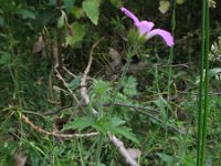 Geranium endressii 4, Roze ooievaarsbek, Saxifraga-Rutger Barendse