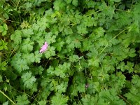 Geranium endressii 8, Roze ooievaarsbek, Saxifraga-Rutger Barendse