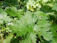 Geranium endressii 9, Roze ooievaarsbek, Saxifraga-Rutger Barendse