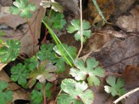 Geranium lucidum 11, Glanzige ooievaarsbek, Saxifraga-Rutger Barendse