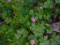 Geranium lucidum 13, Glanzige ooievaarsbek, Saxifraga-Ed Stikvoort