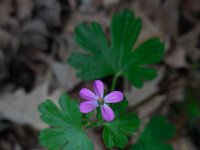 Geranium lucidum 15, Glanzige ooievaarsbek, Saxifraga-Ed Stikvoort