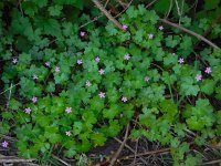 Geranium lucidum 16, Glanzige ooievaarsbek, Saxifraga-Ed Stikvoort