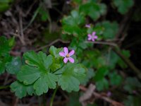 Geranium lucidum 17, Glanzige ooievaarsbek, Saxifraga-Ed Stikvoort