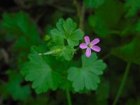 Geranium lucidum 18, Glanzige ooievaarsbek, Saxifraga-Ed Stikvoort