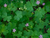 Geranium lucidum 19, Glanzige ooievaarsbek, Saxifraga-Ed Stikvoort