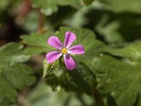 Geranium lucidum 2, Glanzige ooievaarsbek, Saxifraga-Jan van der Straaten