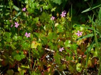 Geranium lucidum 20, Glanzige ooievaarsbek, Saxifraga-Ed Stikvoort